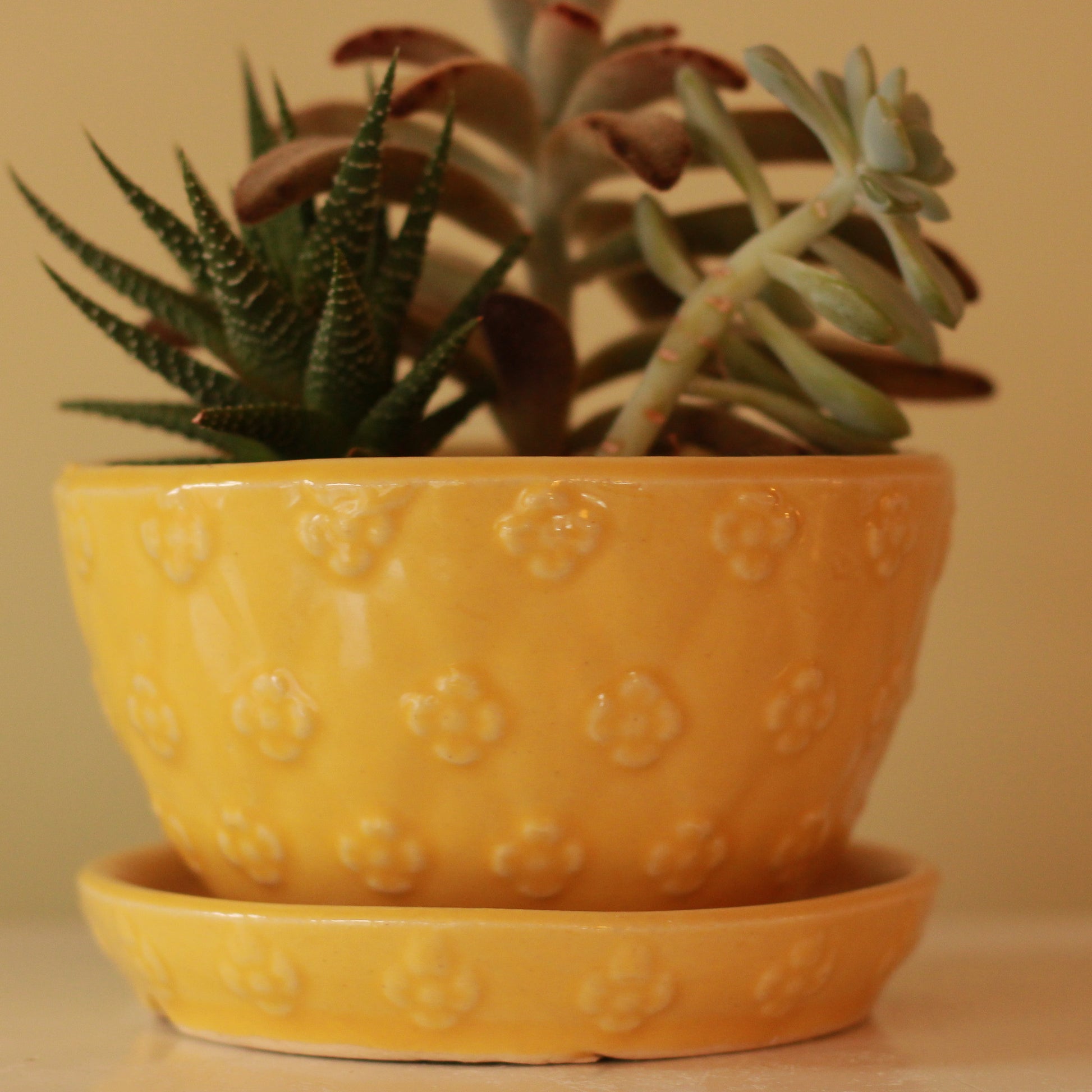 Shawnee Planter